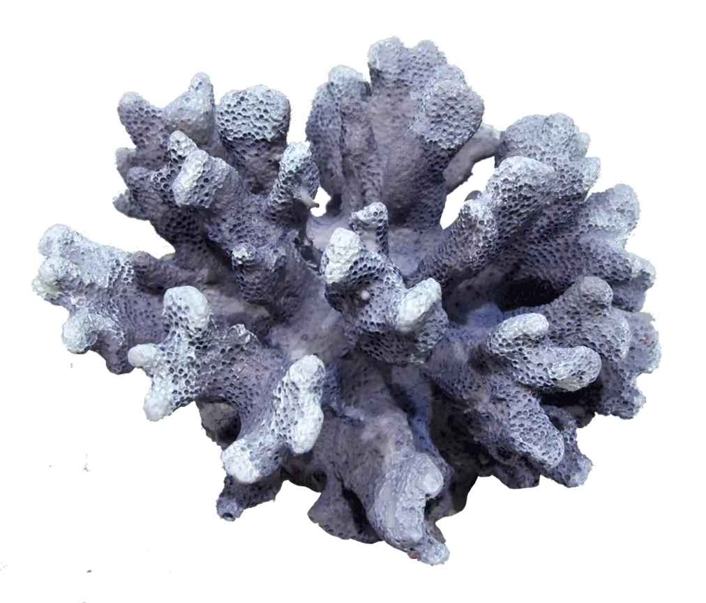 Aquamate - Corals (Small)