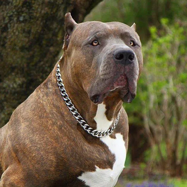 Cuban Chain Dog Collar