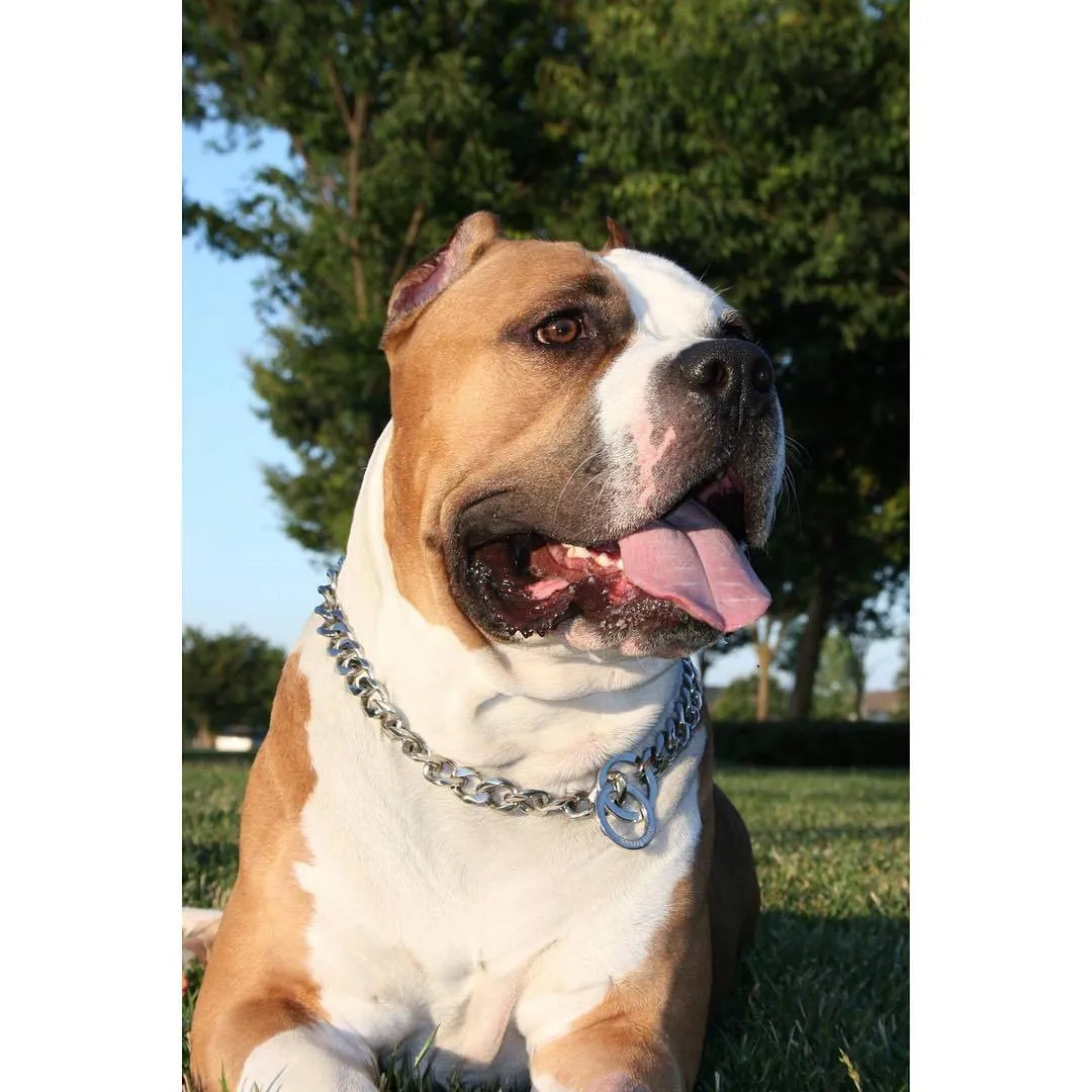 Cuban Chain Dog Collar