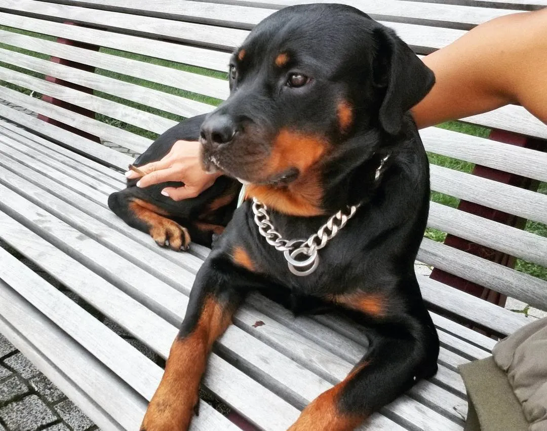 Cuban Chain Dog Collar