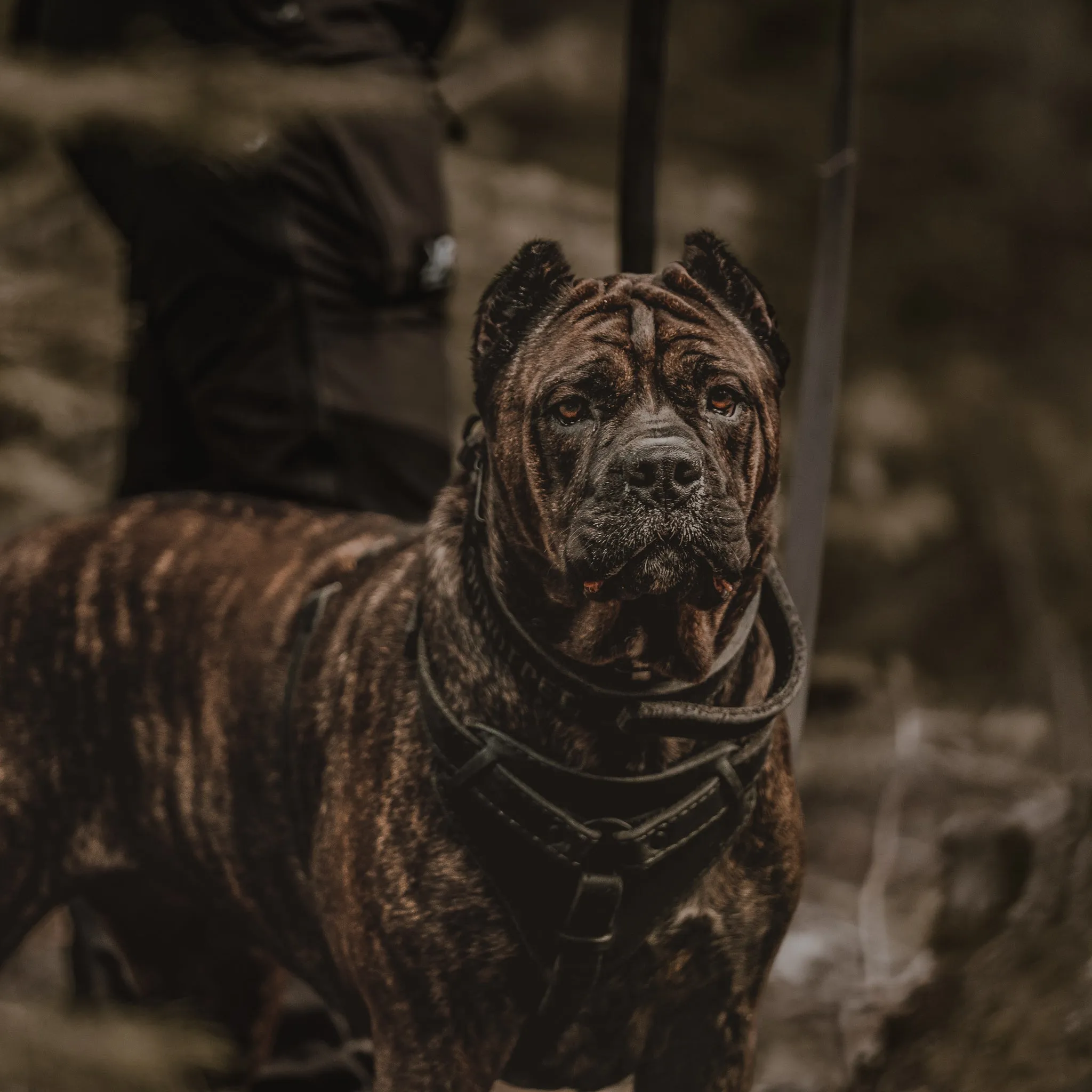 The 1.5" Agitation Dog Collar with Handle